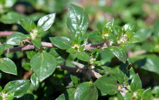 3	Khaki Weed has shiny bright green leaves emerging from opposite sides of stems. Note the leaves are oval or obovate with short sharp flexible points. The leaves are of unequal size throughout, have petioles clasping to the stems. Alternanthera caracasana